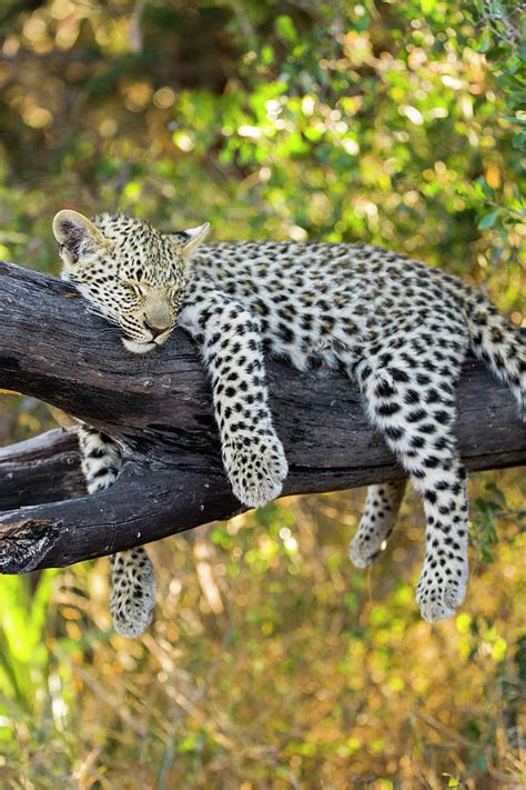 Sleeping Leopard Cub Photograph by Suzi Eszterhas | Fine Art America