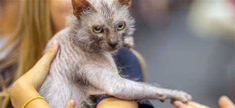 White Lykoi Cat: Mysterious Beauty