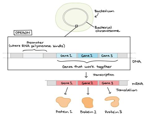 Overview: Gene regulation in bacteria (article) | Khan Academy | Dna and genes, Draw diagram ...