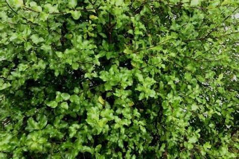 How To Grow A Pittosporum Hedge - Urban Garden Gal