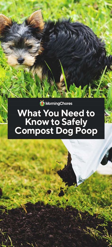 What You Need to Know to Safely Compost Dog Poop