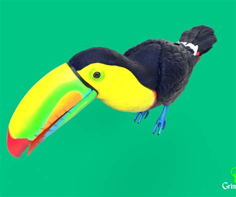 ArtStation - Keel-billed Toucan | Resources