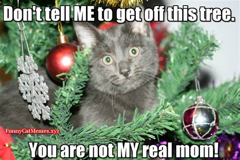 Funny Cat In Christmas Tree! - Funny Cat Christmas MEME