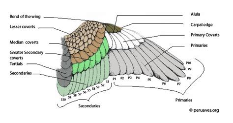 Parts of a Bird: Flight Feathers - Avian Report