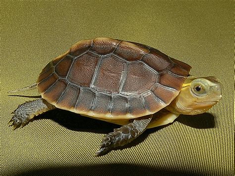 Chinese Golden Box Turtles for sale | The Turtle Source