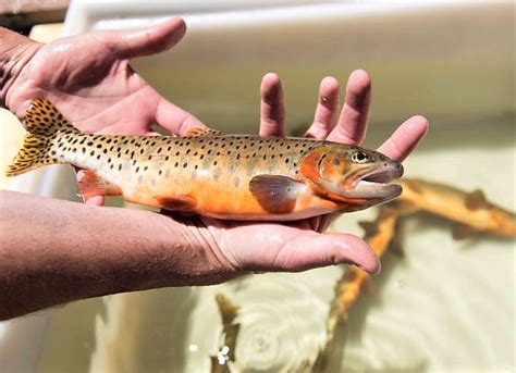 Cutthroat Trout (Oncorhynchus clarkii) - Species Profile