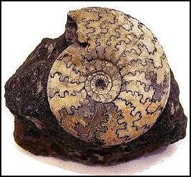 ammonitic sutures | Ammonite, Invertebrates, Sutures