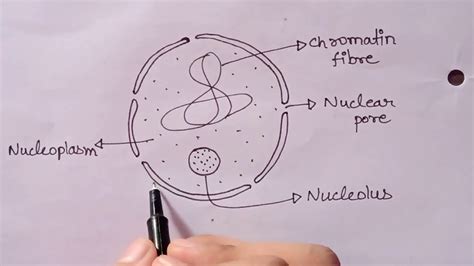 Structure of Nucleus | How to Draw Structure of Nucleus | Nucleus Structure Diagram - YouTube