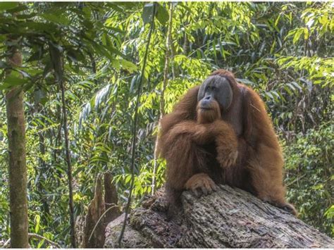 Orangutan conservation charity trek, Indonesia | Responsible Travel