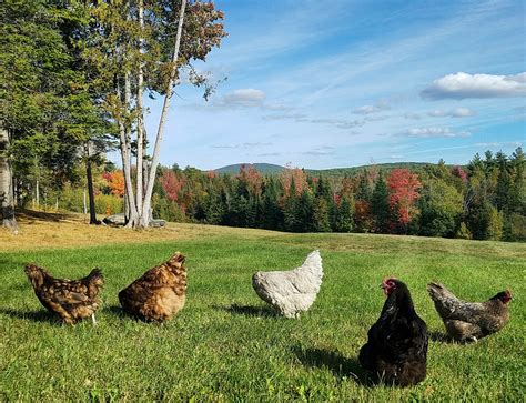 The Best Chicken Breeds for Your Backyard | Old Farmer's Almanac