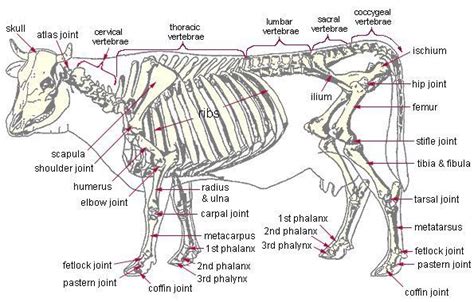 Anatomy - Cow Skeleton | Cattle Cow Skeleton, Skeleton Anatomy ...