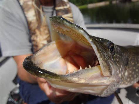 30+ Northern Pike Teeth Background - Teeth Walls Collection For Everyone