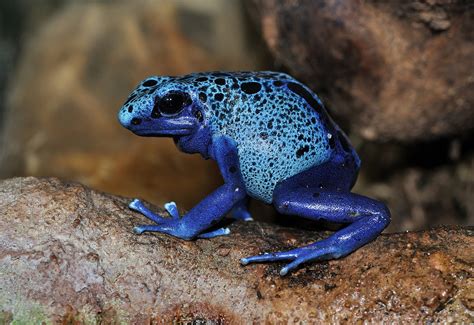 Blue poison dart frog - Wikipedia