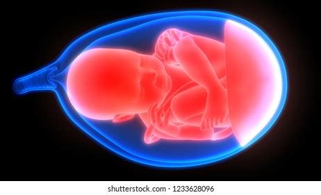 Fetus Baby Womb Anatomy 3d Stock Illustration 1559648708 | Shutterstock