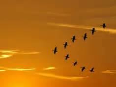 14 Birds in V formation ideas | birds, birds flying, bird migration