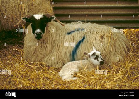 Ewe and lamb Stock Photo - Alamy