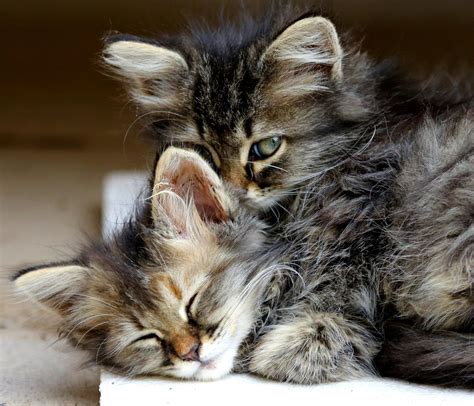 kitten, Cat, Animals, Hug, Sleep, Cute, Eyes, Baby Wallpapers HD / Desktop and Mobile Backgrounds