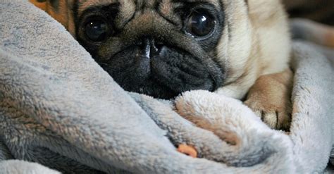 Fawn Pug Covered With Gray Blanket · Free Stock Photo