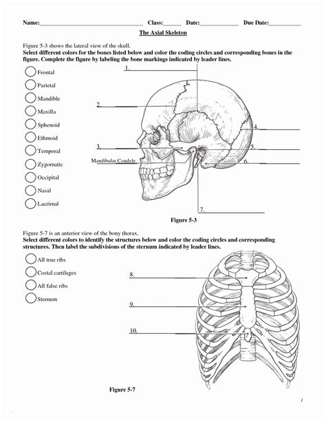 Printable Skull Labeling Worksheet - Printable Templates