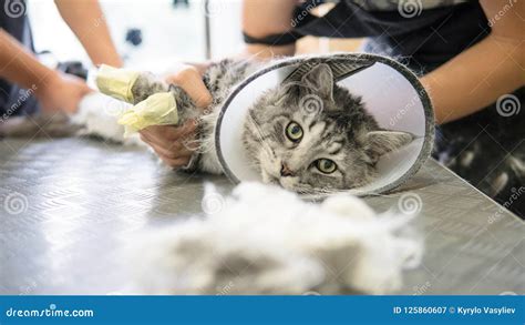 Professional Maine Coon Cat Grooming Close-up. Stock Image - Image of care, white: 125860607