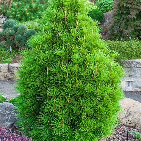 Spring Hill Nurseries 4 in. Pot Japanese Umbrella Pine, Live Evergreen ...