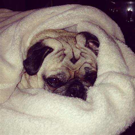 A pug in a blanket. | Pugs, Animals, Dogs