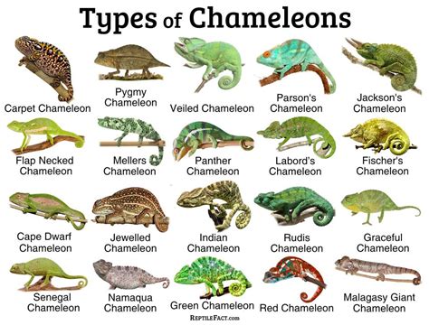 Best plants for a chameleon cage chameleon safe plants – Artofit