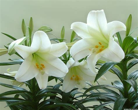 Health And Medicinal Benefits Of White Lily flower - Yabibo