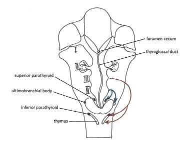 Foramen Cecum Embryology