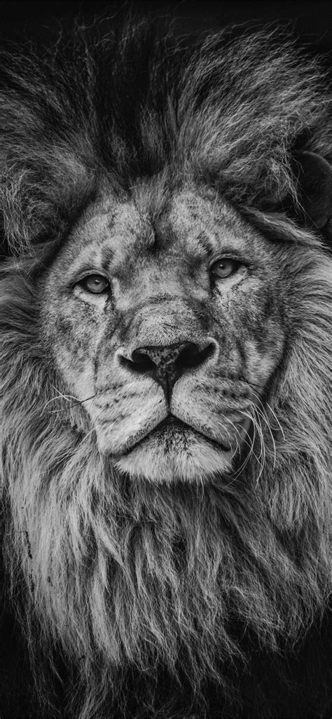 Lion Lock Screen iPhone Wallpapers Free Download