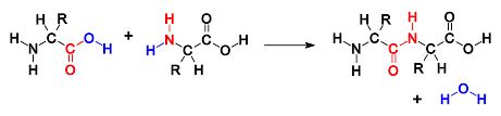 Condensation Reactions | Introduction to Chemistry