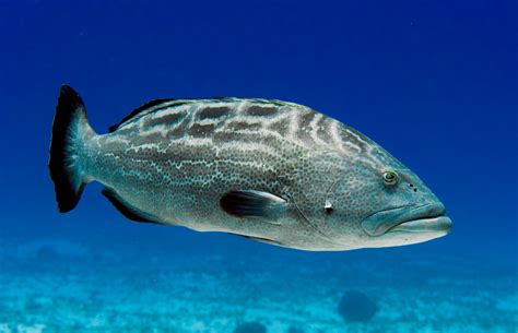 Grouper, Black - South Atlantic Fishery Management Council