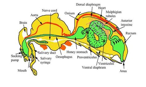 Bee internal anatomy draw 2 label