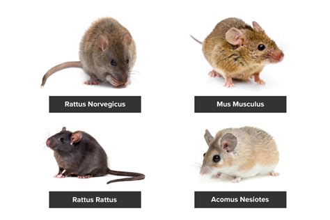 Rodent Removal and Deratization | Pest Control in Cyprus | OnTarget Pest Control Cyprus