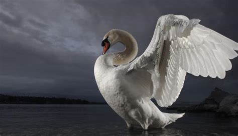 Mute Swan - Description, Distribution, Habitat, Diet, Reproduction, and Facts