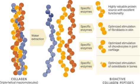 What are collagen peptides? | GELITA