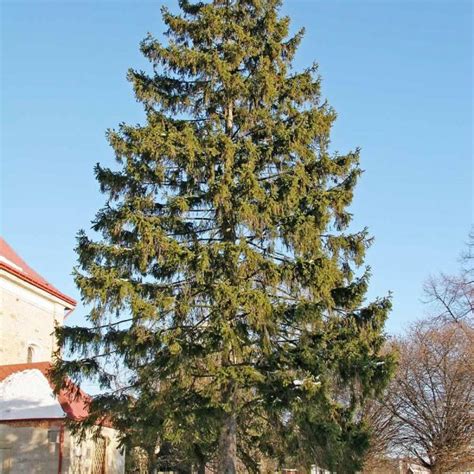 Buy Norway Spruce (Picea Abies) 15 seeds online :: Seeds :: HobbySeeds Store