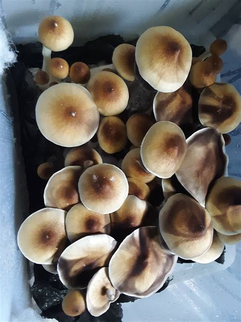 ID request (Locked thread due to AI generated pictures) - Mushroom Hunting and Identification ...