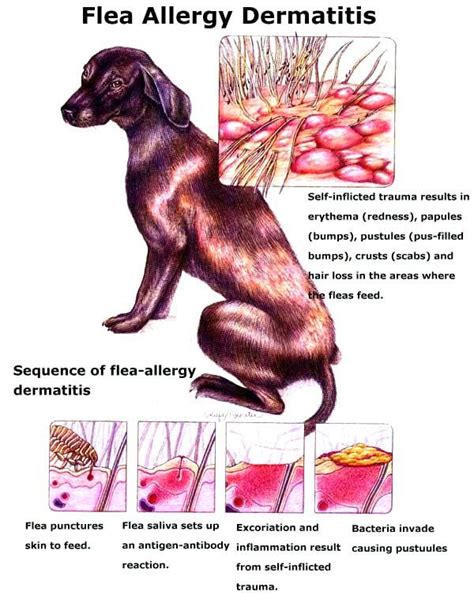 5 Signs Your Home Has A Flea Infestation