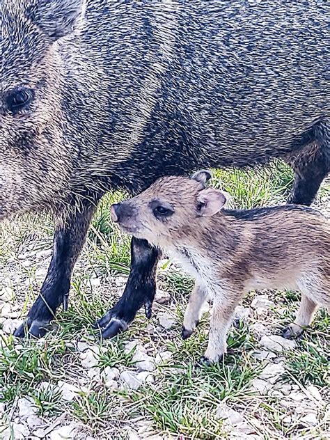 Baby Javelina Photograph by Renny Spencer | Fine Art America