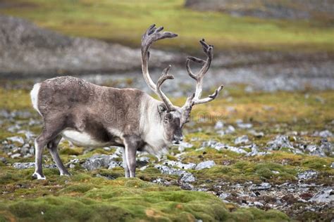 Wild Reindeer in Natural Habitat (Arctic) Stock Photo - Image of travel, mammal: 17069692