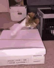 Cat With Shoe Box GIF - Cat With Shoe Box - Discover & Share GIFs