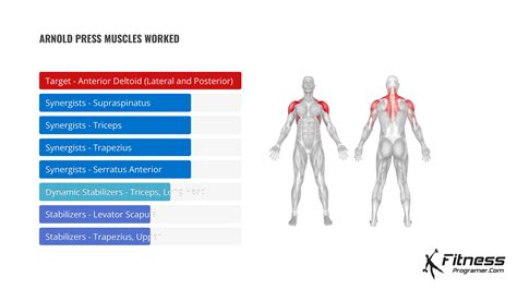 How To Do Arnold Press | Muscles Worked And Benefits