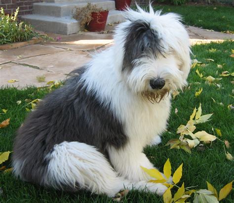 Old English Sheepdog - All Big Dog Breeds