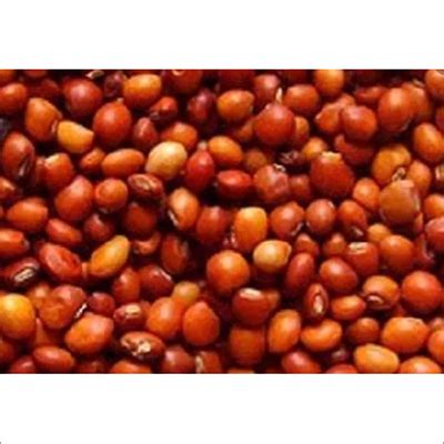 Organic Red Gram at Best Price in Hingoli, Maharashtra | Shantai Traders