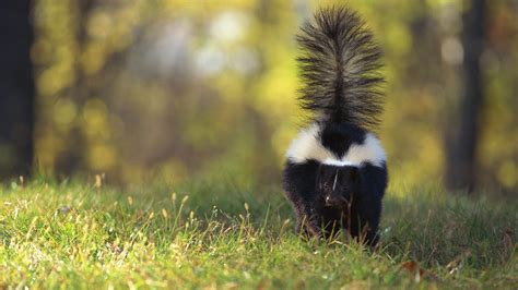 How Skunks Spray and Other Skunk Spray Facts