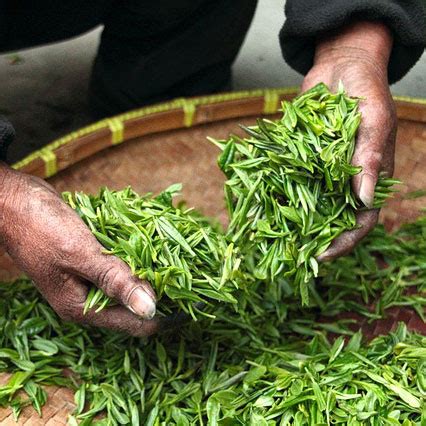 Does Tea Tree Oil Come From Tea? - Divinitea Organic Teas