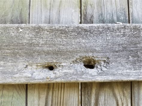 Carpenter Bee Damage: What it looks like and what you can do about it