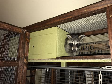 Pet Raccoon bed in the top of cage. | Pet raccoon, Pet cage, Pet spaces