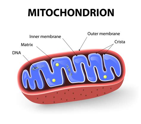 Labelled Diagram Of Mitochondria